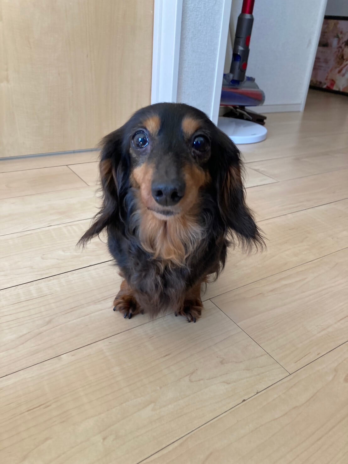 構ってちゃんの【ピノちゃん】