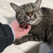 ナデナデ大好き【クリスくん】