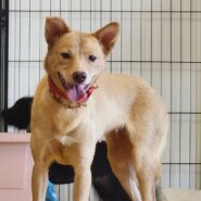 可愛い女の子です