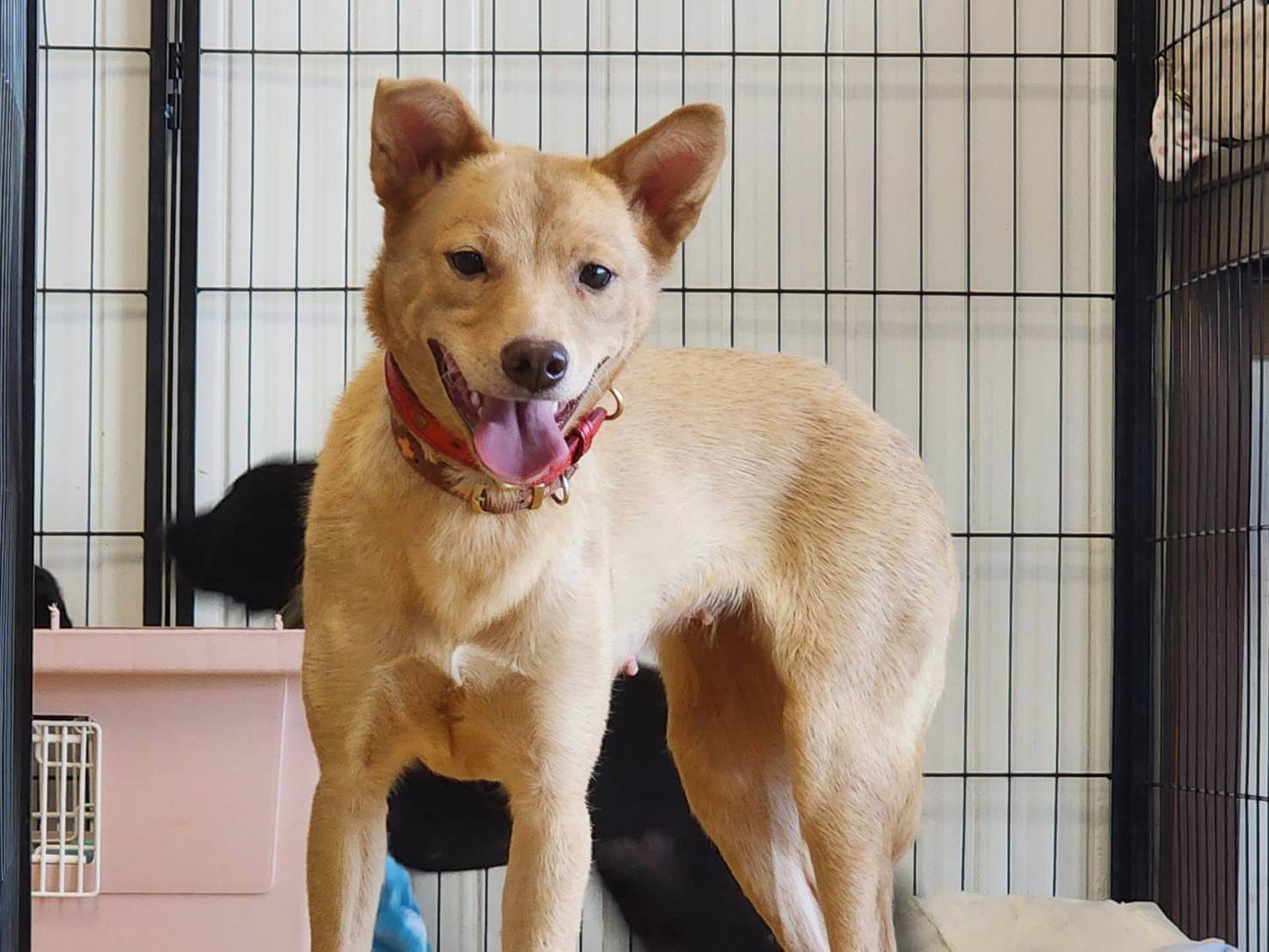 可愛い女の子です