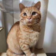 アピール上手な【ミモくん】