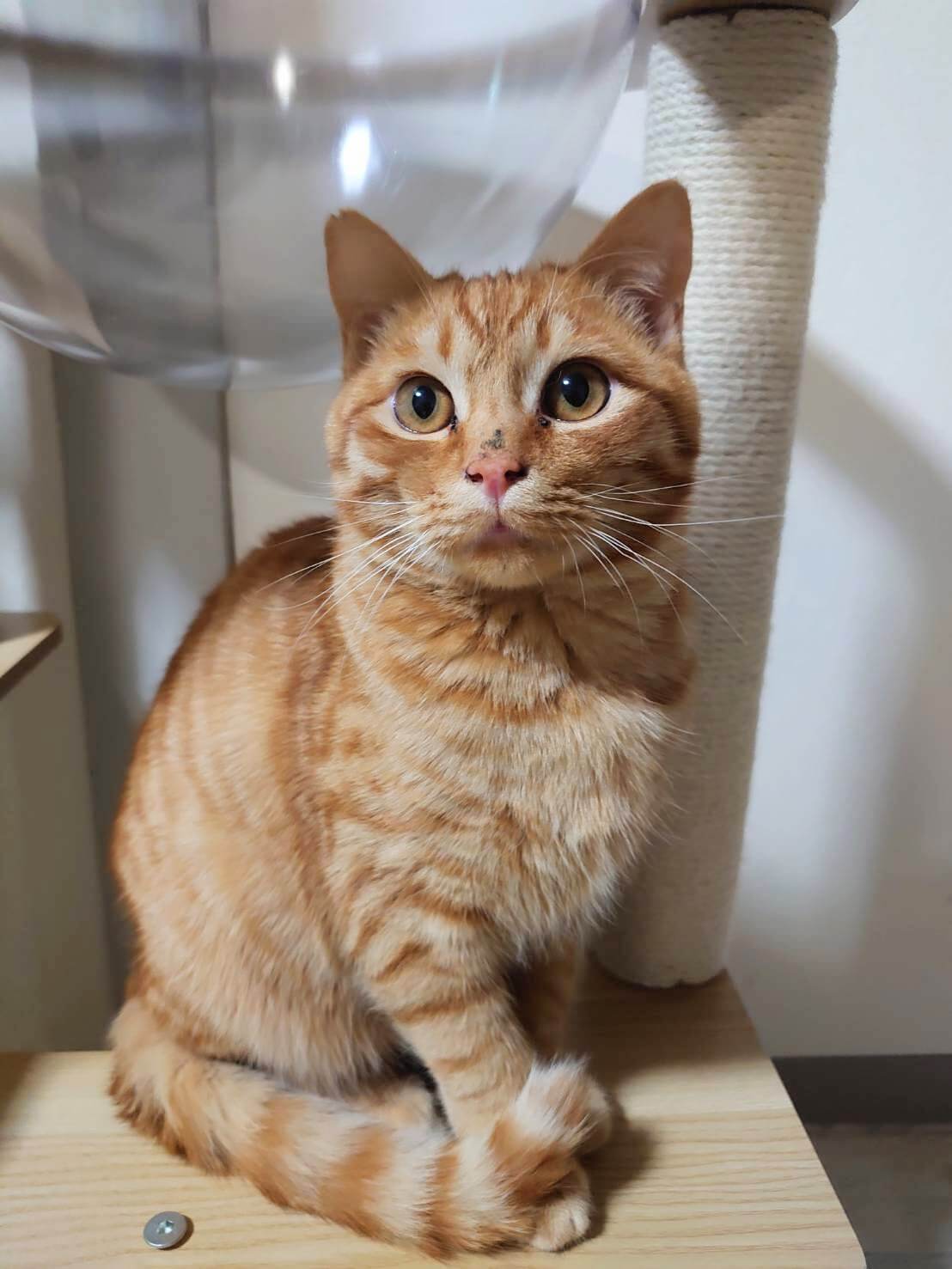 アピール上手な【ミモくん】