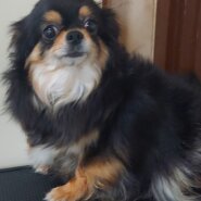 里親様決まりました。