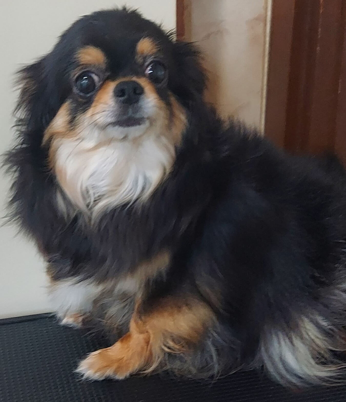 里親様決まりました。