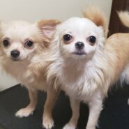 里親様決まりました。