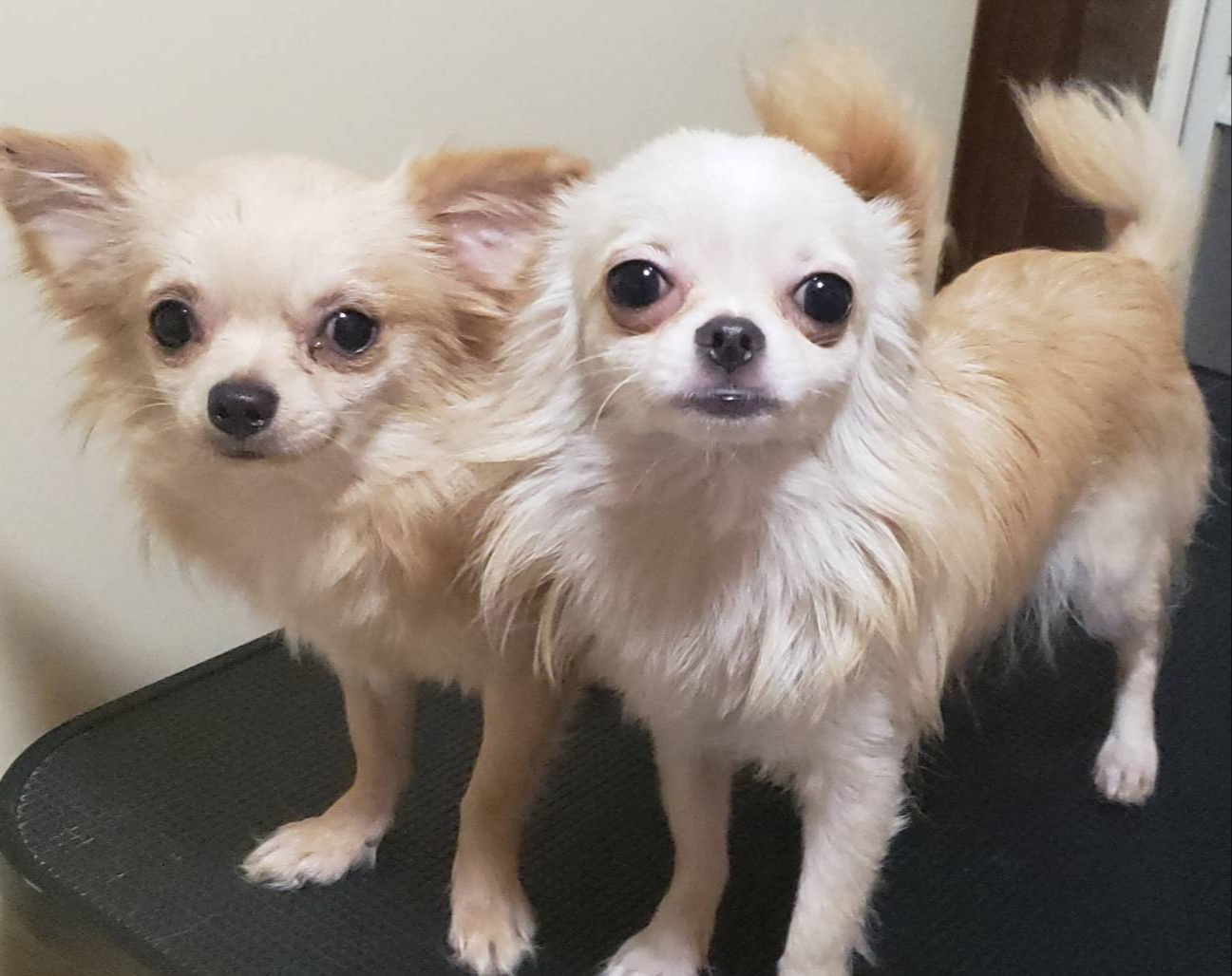 里親様決まりました。