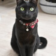 【譲渡決定】 メイ：人見知りな甘えん坊な女の子