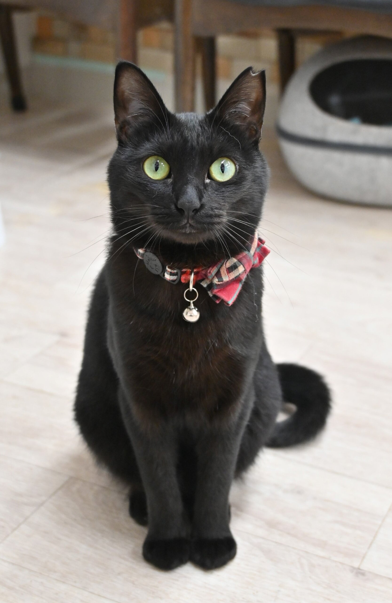 【譲渡決定】 メイ：人見知りな甘えん坊な女の子