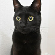 【譲渡決定】ガナッシュ：自由奔放！好奇心旺盛！