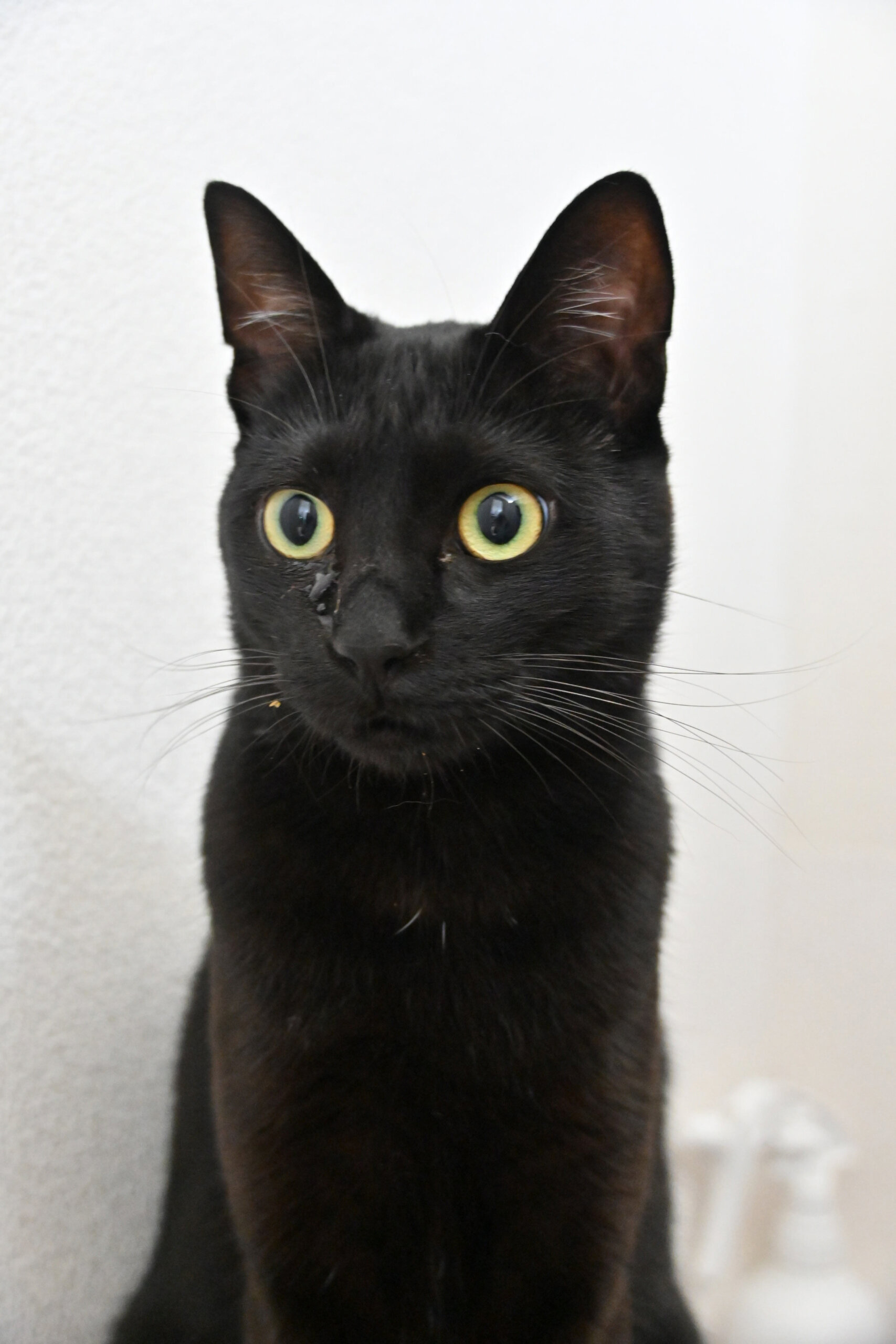 【譲渡決定】ガナッシュ：自由奔放！好奇心旺盛！