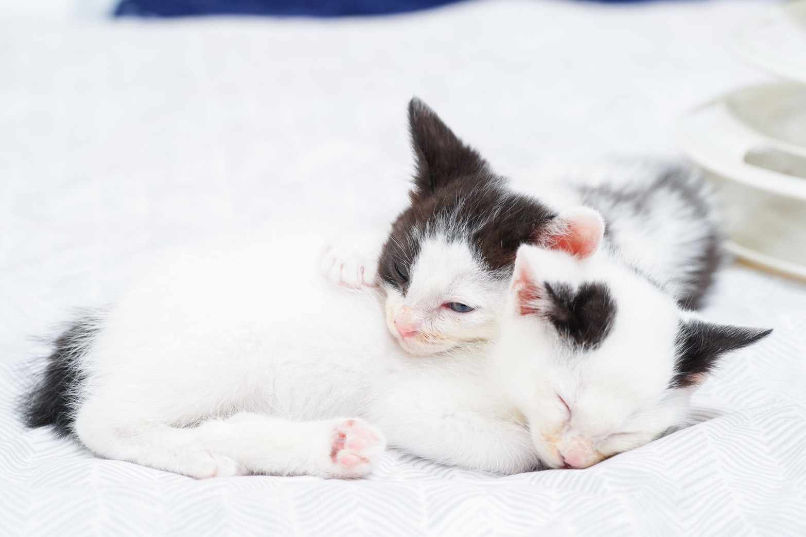 in春日井市☆保護猫（子猫～大人猫）をオウチに迎えよう！☆2024年6月1日（土）～ 非営利団体「ちーむ にゃいんず」