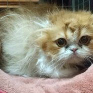 in大府市☆保護猫をオウチに迎えよう！☆2024年5月18日（土）～ 非営利団体「ちーむ にゃいんず」