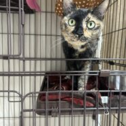 【譲渡決定】令奈：ビビリだけど実は甘えん坊