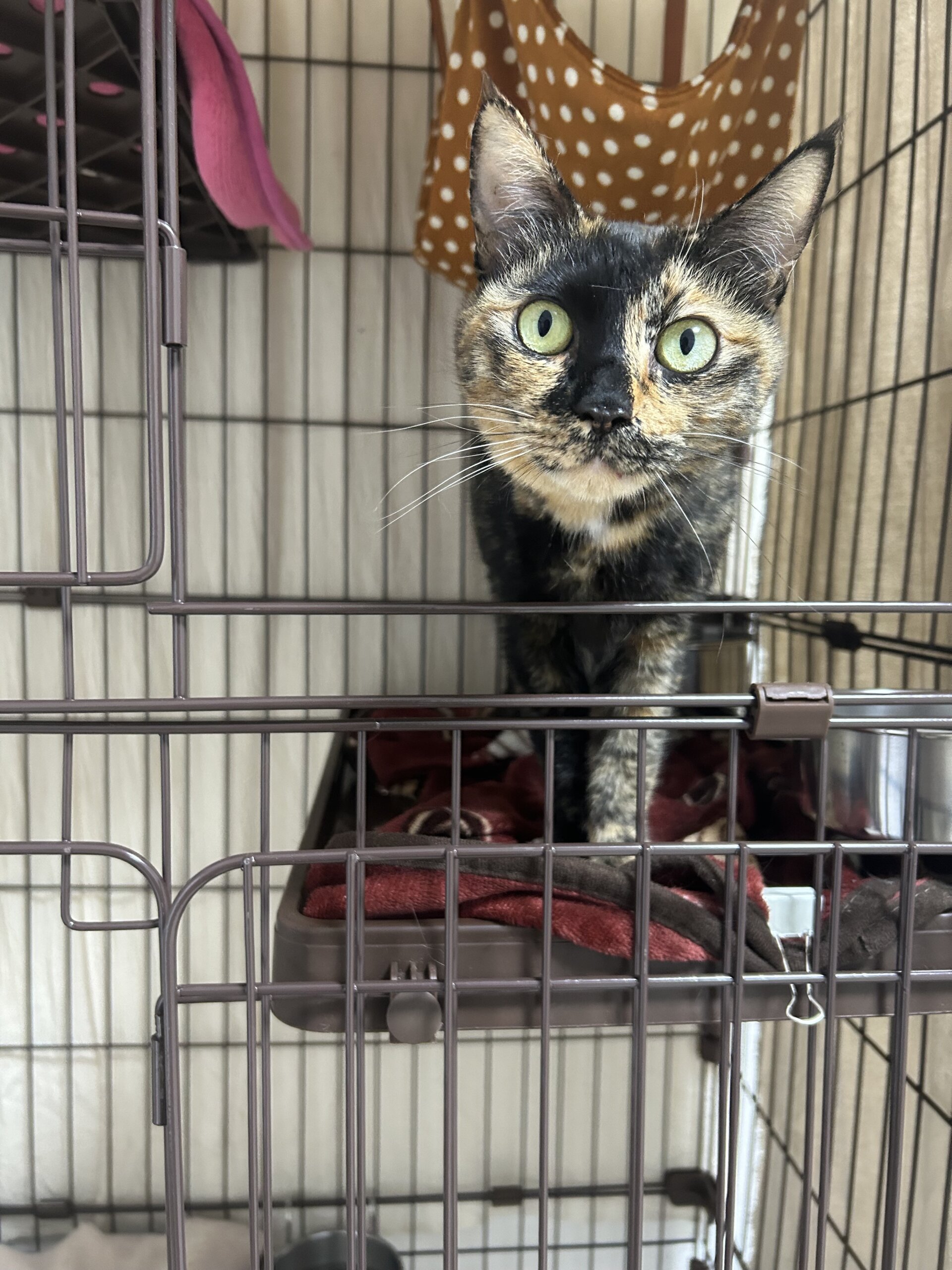 【譲渡決定】令奈：ビビリだけど実は甘えん坊