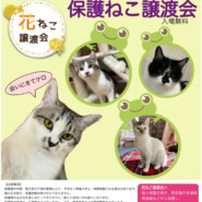 花ねこ譲渡会