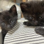 in大府市☆保護猫（子猫～大人猫）をオウチに迎えよう！☆2024年6月1日（土）～ 非営利団体「ちーむ にゃいんず」