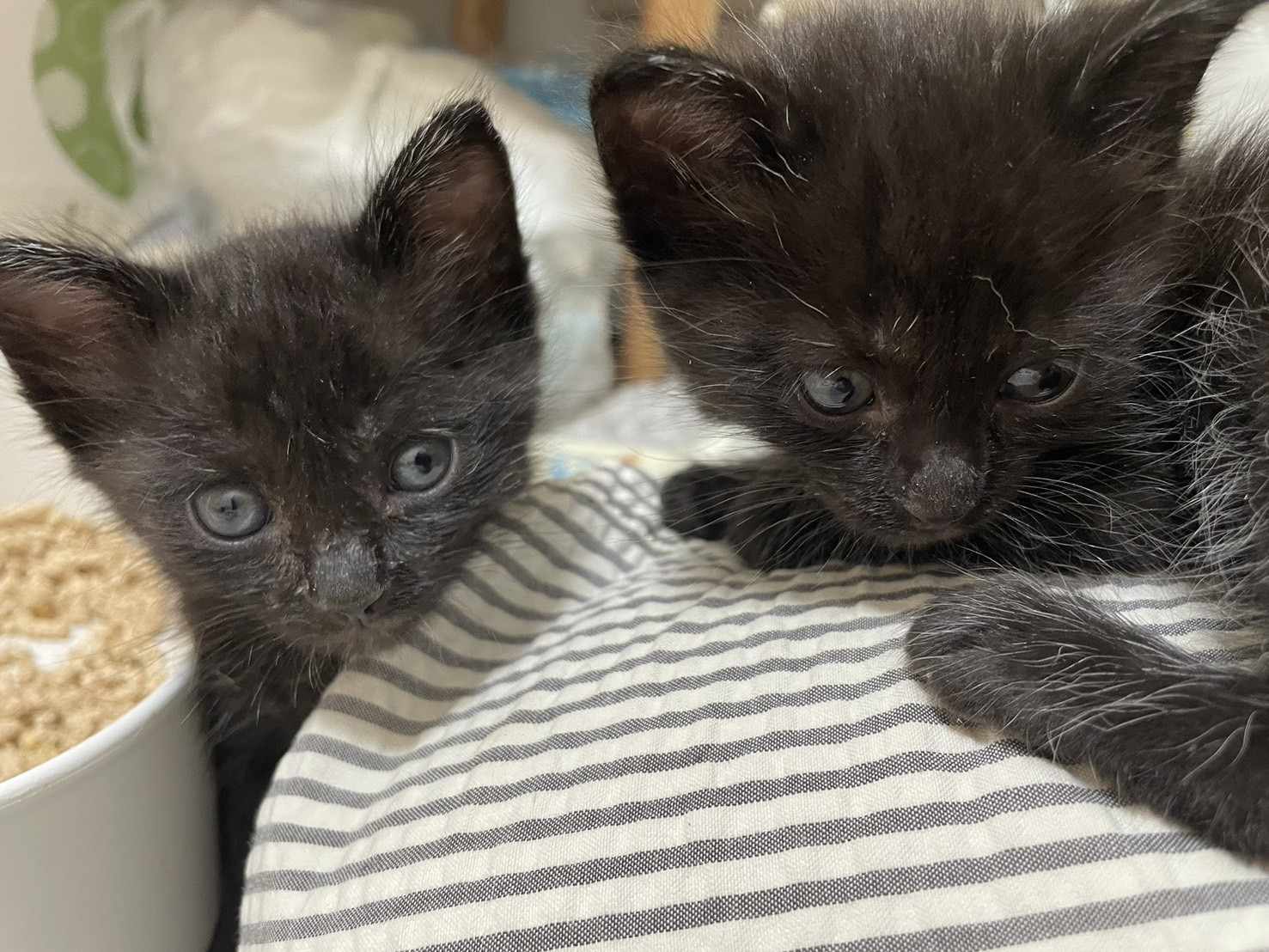 in大府市☆保護猫（子猫～大人猫）をオウチに迎えよう！☆2024年6月1日（土）～ 非営利団体「ちーむ にゃいんず」