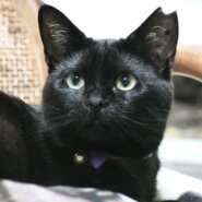 緊急募集！可愛いメルちゃん！