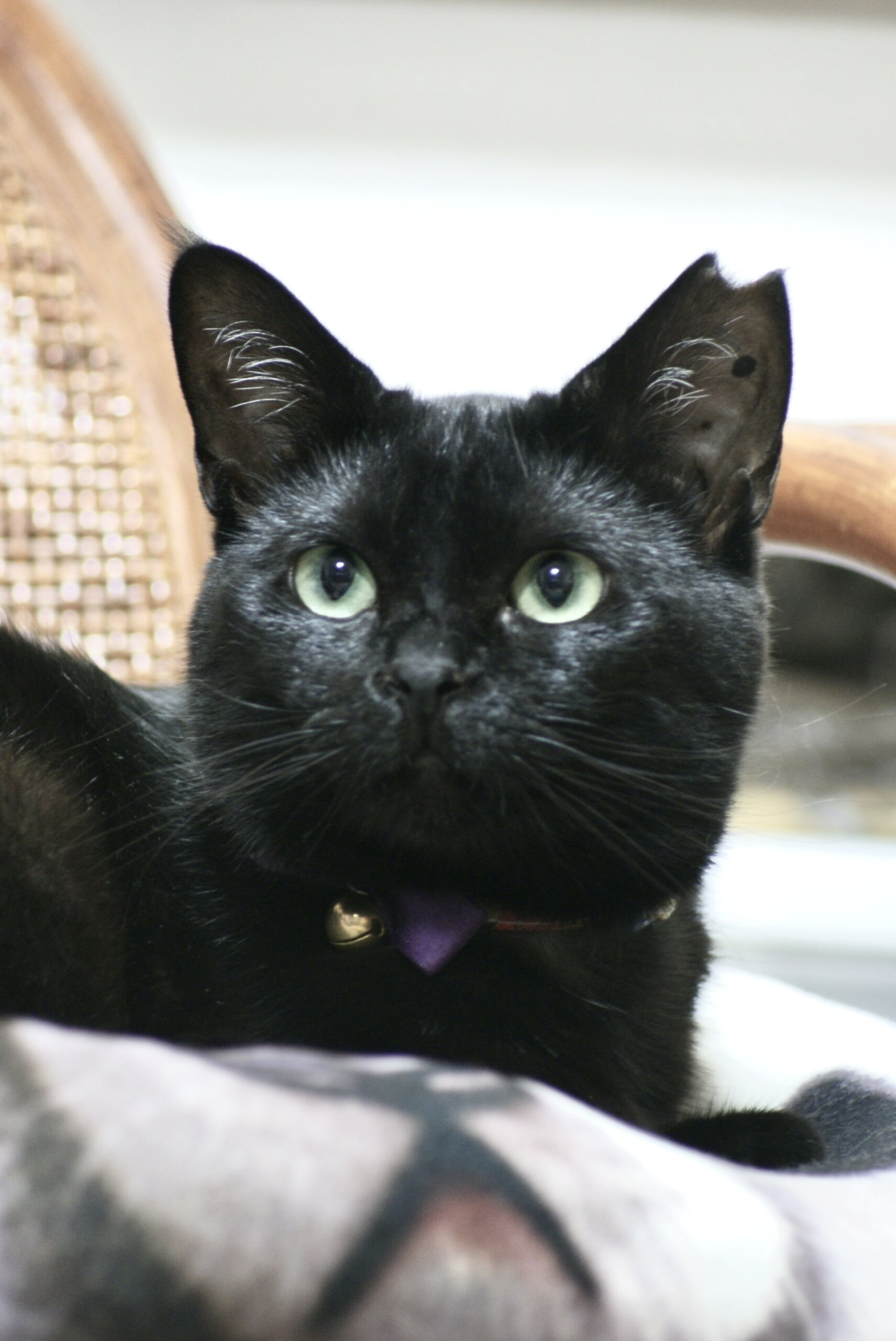 緊急募集！可愛いメルちゃん！