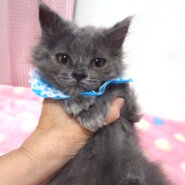 陽気で甘えた♪長毛グレー♪プリンスくん２ヵ月