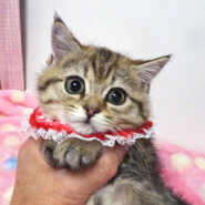 短足縞柄♪パッチリお目目★モネちゃん２ヵ月