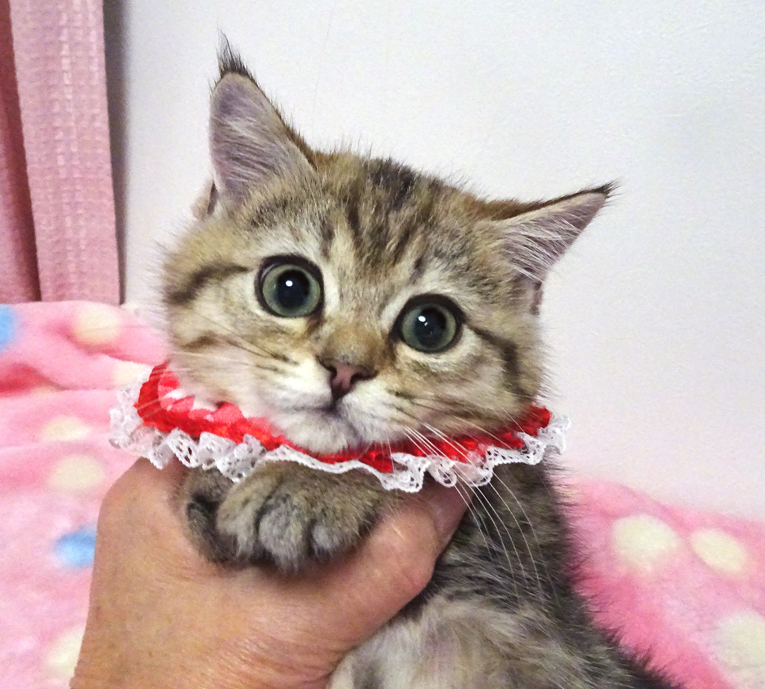 短足縞柄♪パッチリお目目★モネちゃん２ヵ月