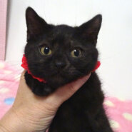 なれなれ♪柔らか黒猫♪ののちゃん ２ヵ月