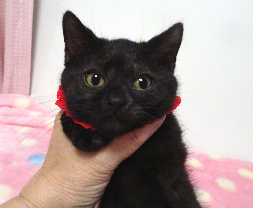 なれなれ♪柔らか黒猫♪ののちゃん ２ヵ月