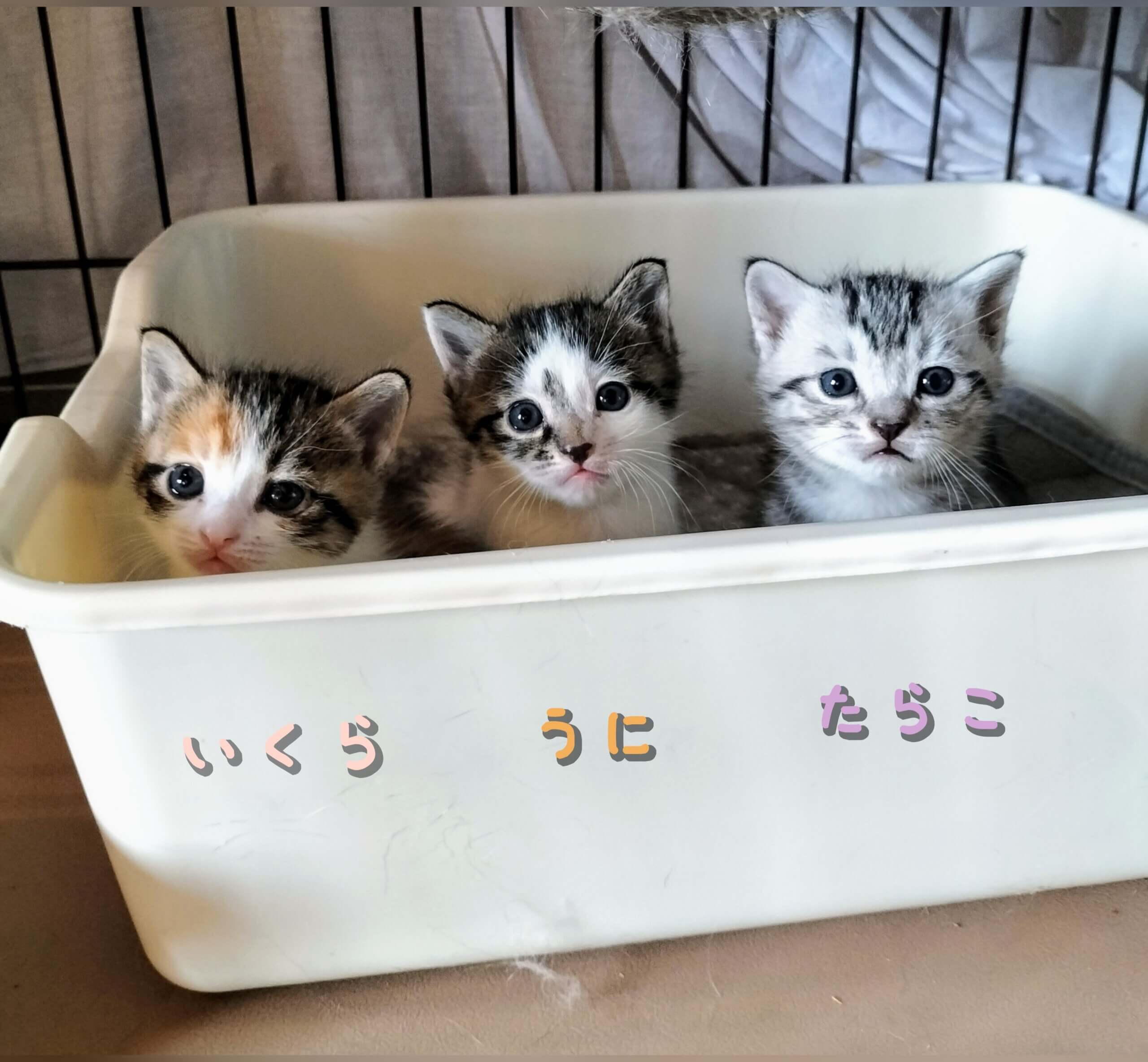 可愛くてゴメン♡兄妹or母子ペアで