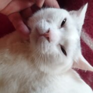 白猫オス元気君