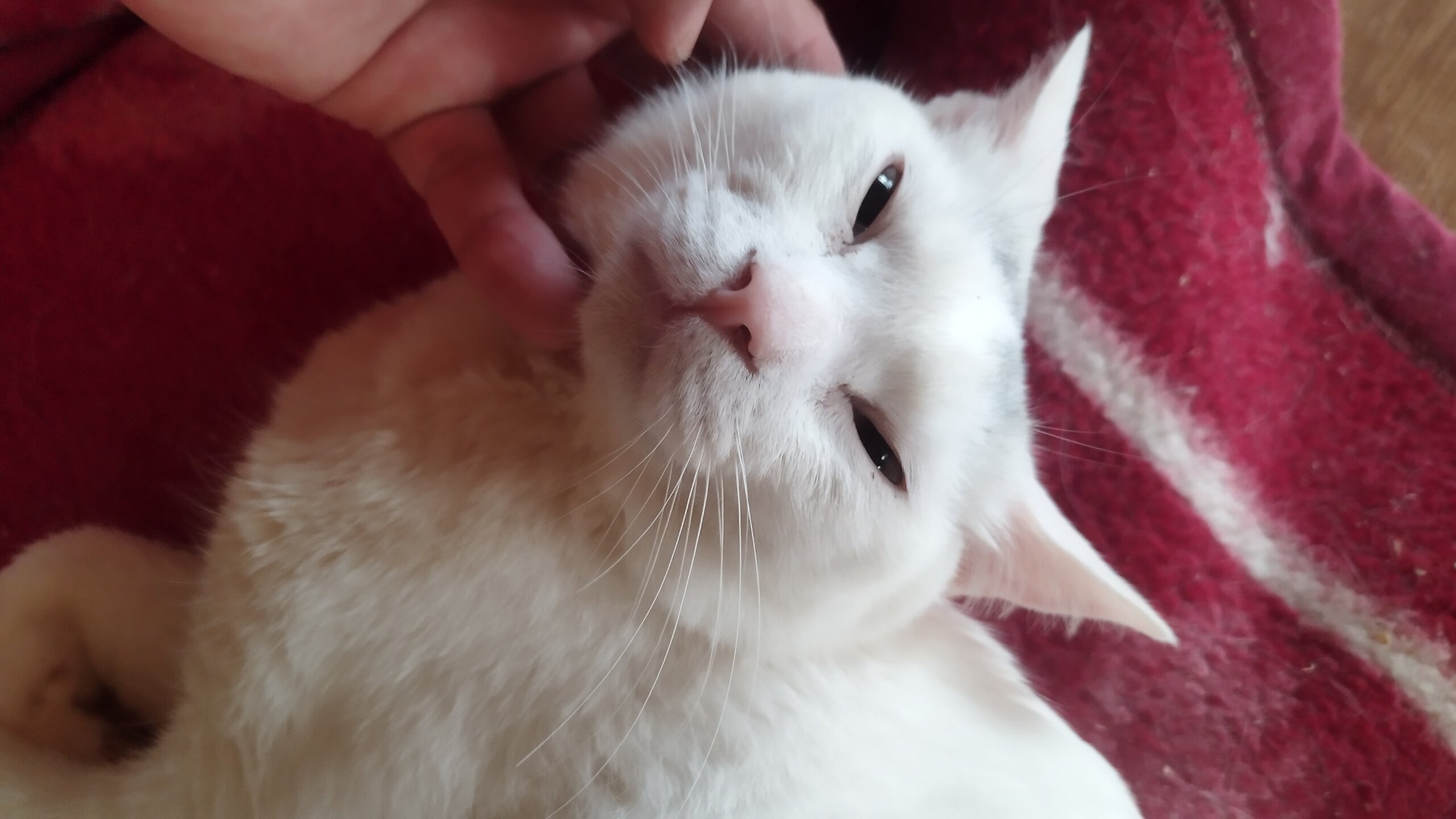 白猫オス元気君