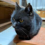 【去勢済】誰にでもフレンドリーなモトクロくん