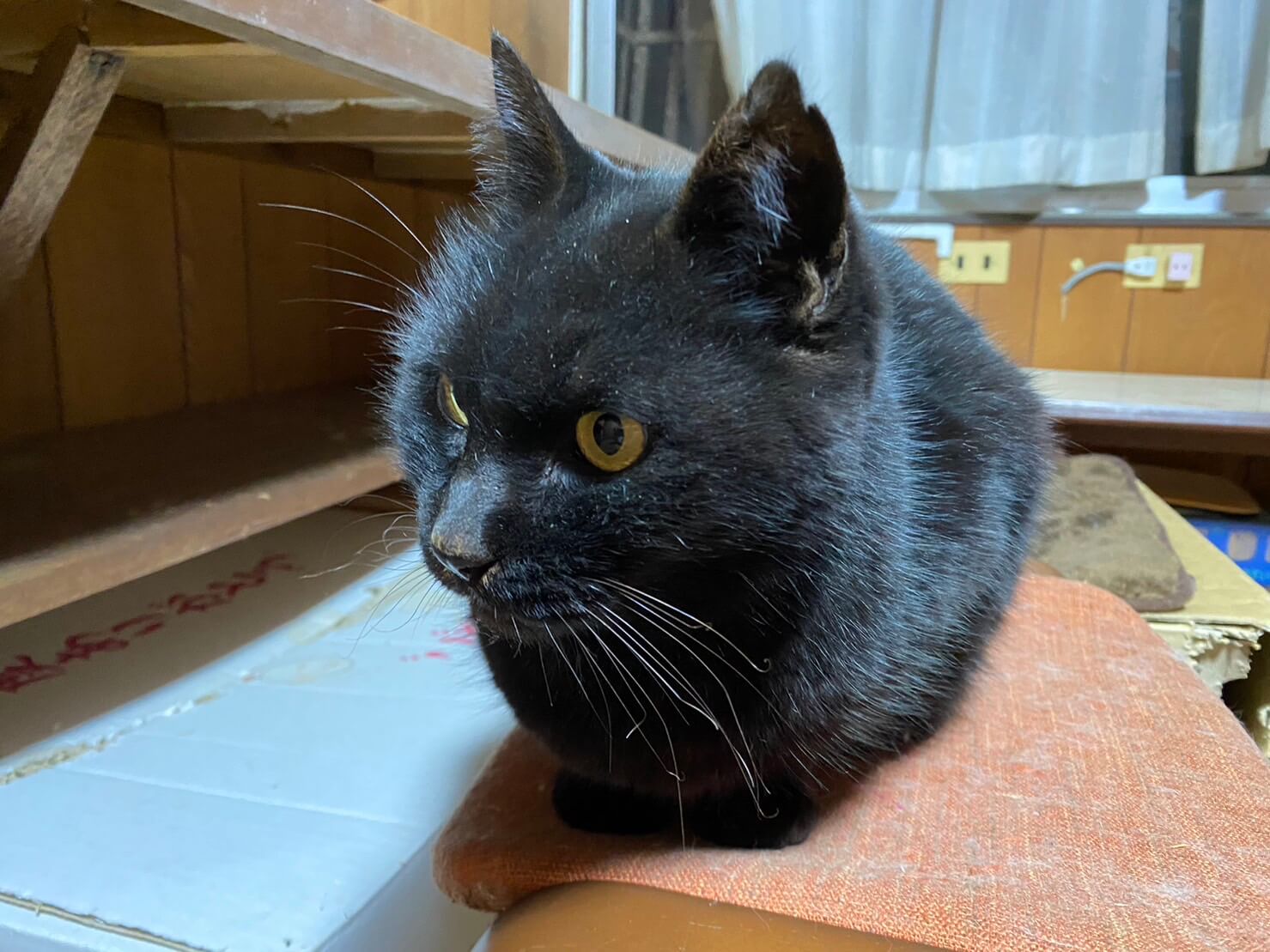 【去勢済】誰にでもフレンドリーなモトクロくん