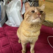 2歳名前を呼ぶと返事して来ます