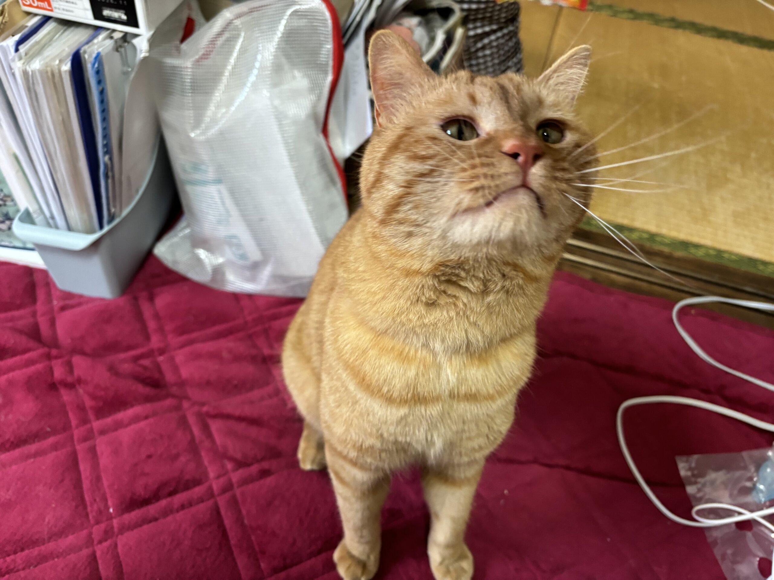 2歳名前を呼ぶと返事して来ます