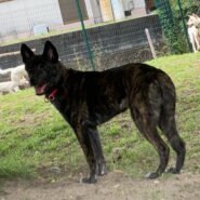 生後5ヶ月前後の子犬（男の子）