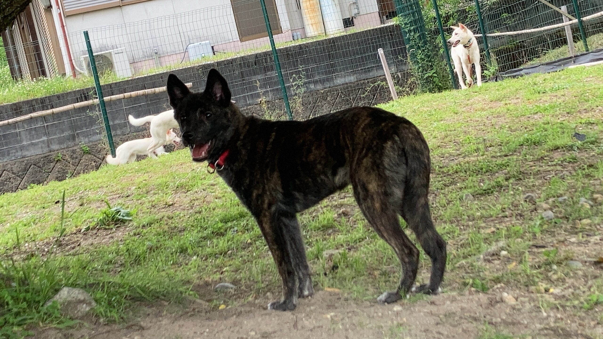 生後5ヶ月前後の子犬（男の子）