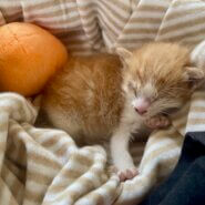 【急募】カテーテルを扱える一時預かり様