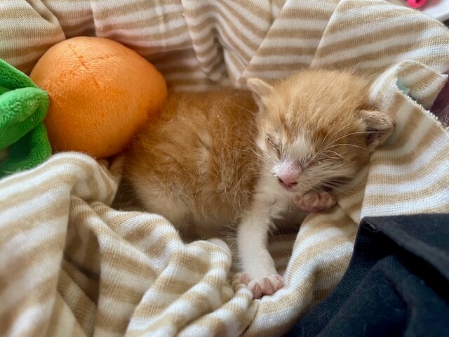 【急募】カテーテルを扱える一時預かり様