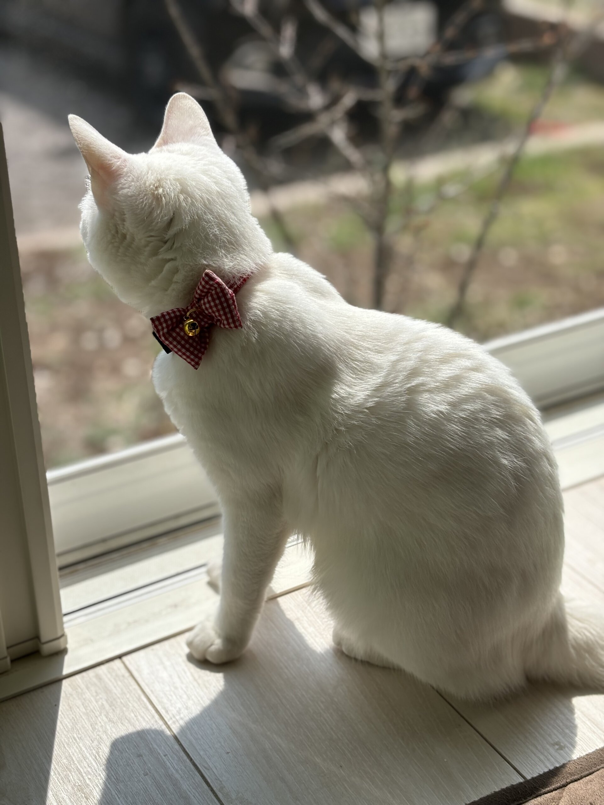 白猫ちゃん(女の子)