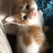 茶白　生後1ヶ月子猫