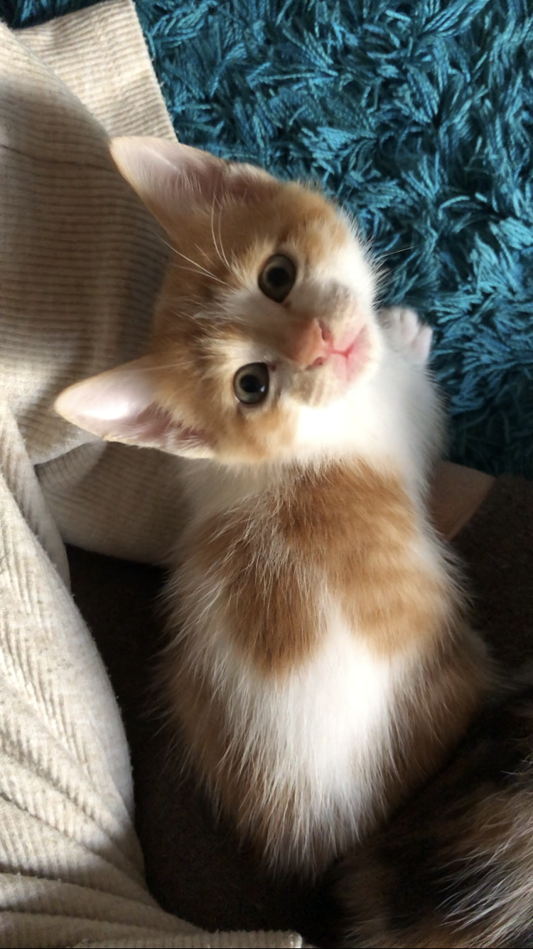 茶白　生後1ヶ月子猫