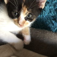 三毛　賢い女の子