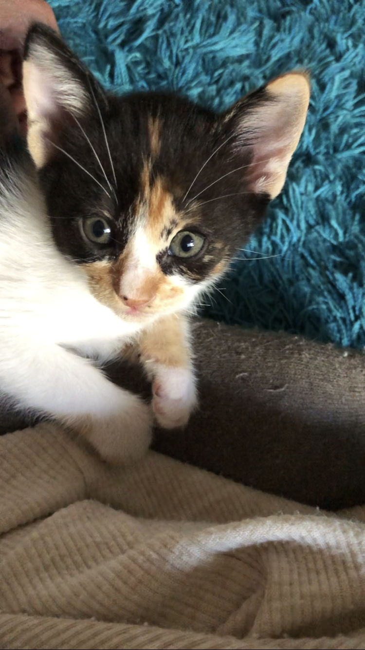 三毛　賢い女の子