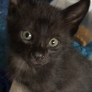 黒　甘えん坊君