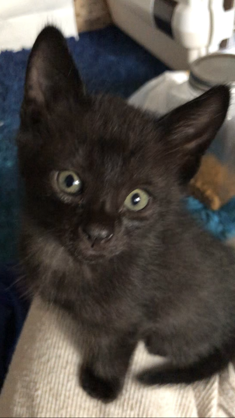 黒　甘えん坊君