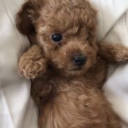 トイプードル女の子