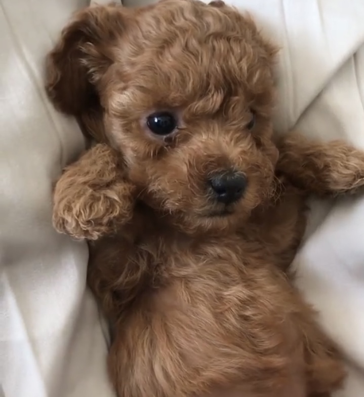 トイプードル女の子