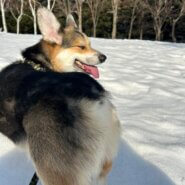 3歳の男の子コーギー