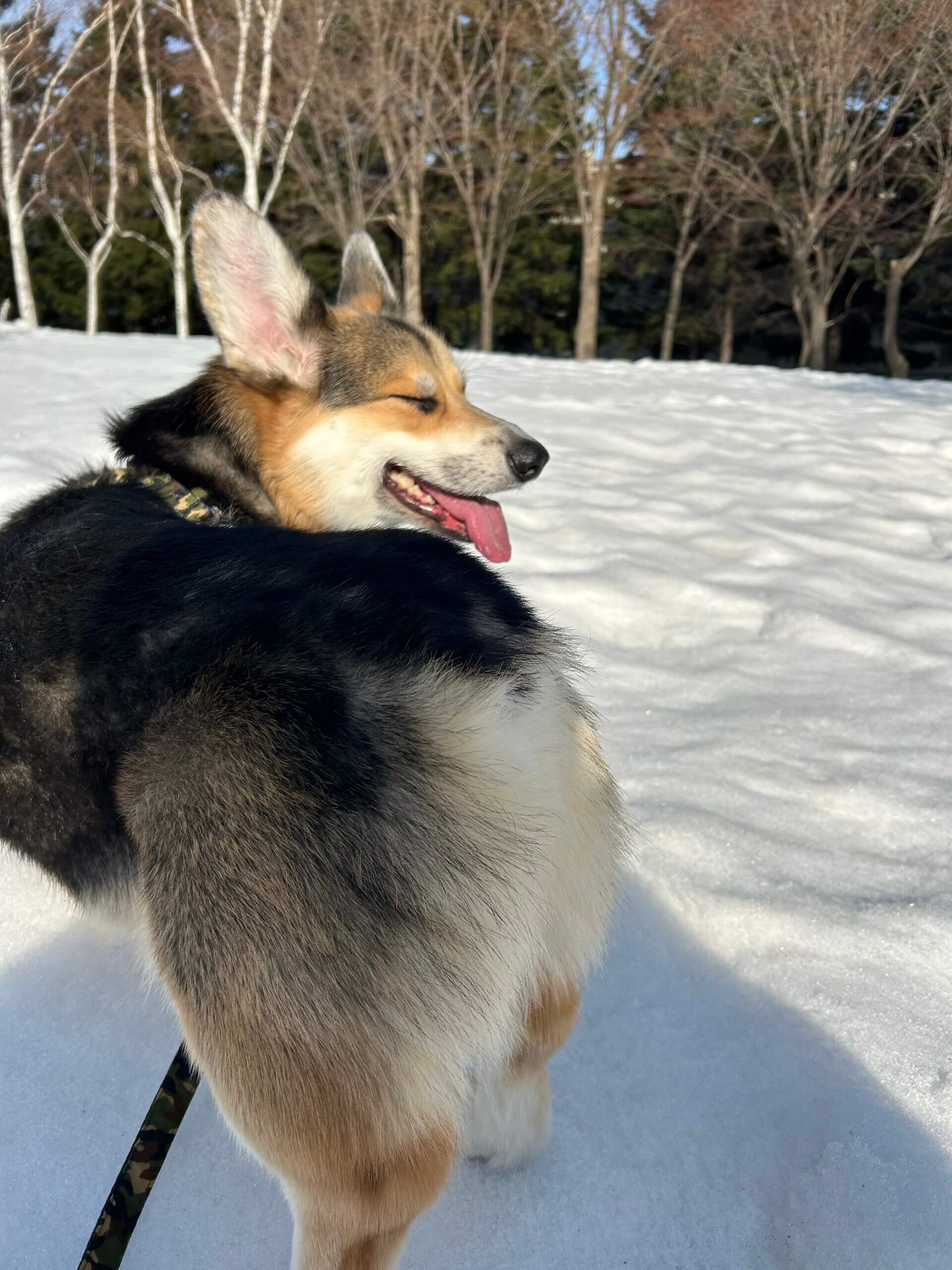3歳の男の子コーギー